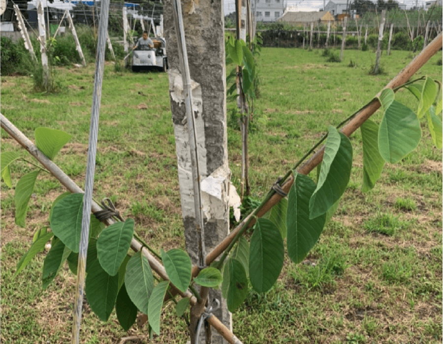 使用TE11兩週後, 釋迦已經重新恢復健康和綠意。